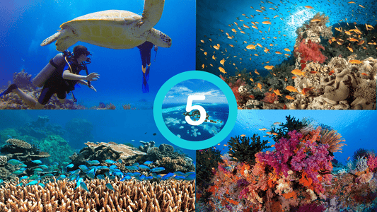 The 5 Most Fantastic Diving Destinations Of The World