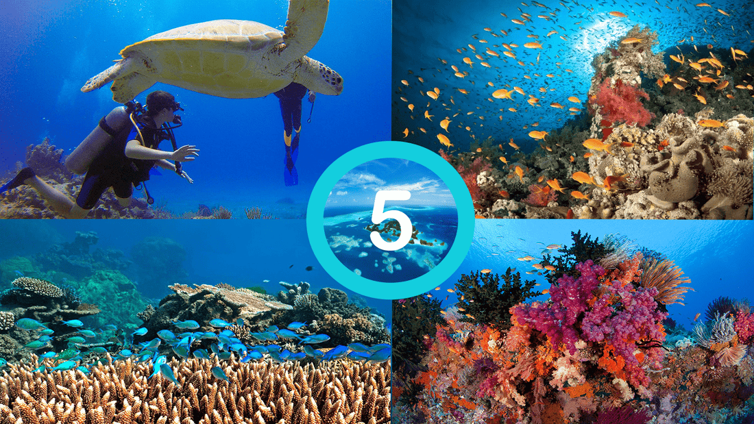 The 5 Most  Fantastic Diving Destinations Of The World