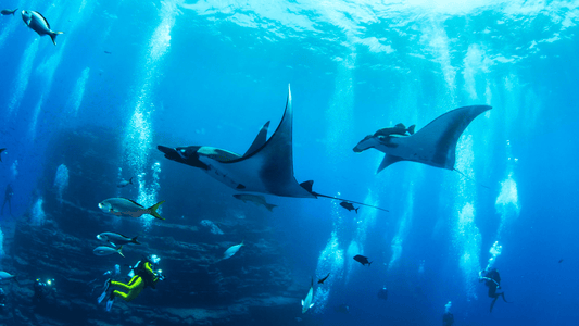 Everything You Need To Know About Scuba Diving